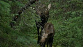 PBS Nature 2016 Moose Life of a Twig Eater 1080p HDTV x264 AAC EZTV