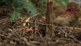 Penelope 2024 S01E05 720p HEVC x265-MeGusta EZTV