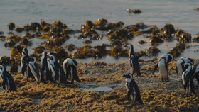Penguin Town S01E01 1080p WEB H264-BIGDOC EZTV