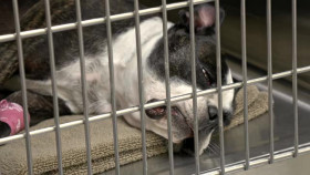 Pets And Pickers S01E02 XviD-AFG EZTV