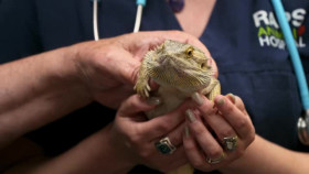 Pets and Pickers S03E01 XviD-AFG EZTV