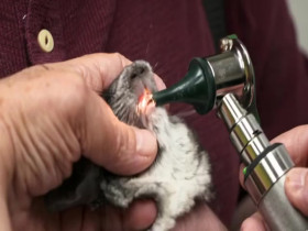 Pets and Pickers S03E03 480p x264-mSD EZTV