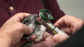 Pets and Pickers S03E03 720p HEVC x265-MeGusta EZTV