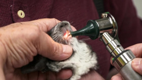 Pets and Pickers S03E03 720p WEBRip x264-BAE EZTV