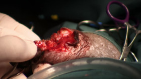 Pets and Pickers S03E04 1080p HEVC x265-MeGusta EZTV