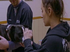 Pit Bulls and Parolees S14E02 Here In Their Golden Years 480p x264-mSD EZTV