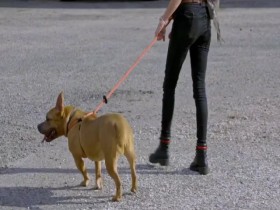 Pit Bulls and Parolees S15E03 Pack of Puppies 480p x264-mSD EZTV