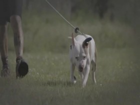 Pit Bulls and Parolees S15E04 Saved from the Fight 480p x264-mSD EZTV
