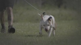 Pit Bulls and Parolees S15E04 Saved from the Fight WEB x264-CAFFEiNE EZTV