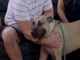Pit Bulls and Parolees S15E11 Not Giving Up 480p x264-mSD EZTV
