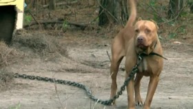 Pit Bulls and Parolees S16E00 Against All Odds Chained Up Dog Rescue XviD-AFG EZTV