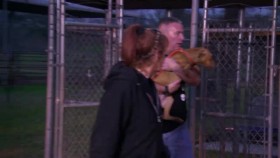Pit Bulls and Parolees S16E00 Against All Odds Dogfighting Bust XviD-AFG EZTV