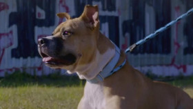 Pit Bulls and Parolees S16E00 Where Are They Now ANPL WEB-DL AAC2 0 x264-BOOP EZTV