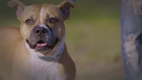 Pit Bulls and Parolees S16E00 Where Are They Now XviD-AFG EZTV