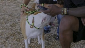 Pit Bulls and Parolees S16E03 Early Premiere Rescued From War 720p WEB h264-ROBOTS EZTV