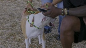 Pit Bulls and Parolees S16E03 Early Premiere Rescued From War XviD-AFG EZTV