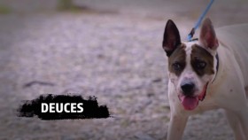 Pit Bulls and Parolees S18E02 Life in a Cage WEB h264-CAFFEiNE EZTV