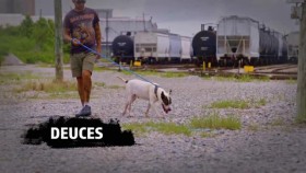 Pit Bulls and Parolees S18E02 Life in a Cage XviD-AFG EZTV
