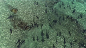 Planet California S01 720p AMZN WEBRip DDP5 1 x264-NTb EZTV