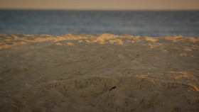 Planet Weird S01E03 1080p WEB h264-EDITH EZTV