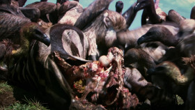 Planet Weird S01E04 1080p WEB h264-EDITH EZTV