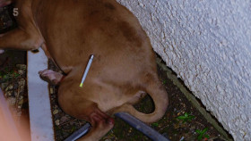 Police Interceptors S23E04 1080p HDTV H264-DARKFLiX EZTV