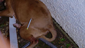 Police Interceptors S23E04 XviD-AFG EZTV