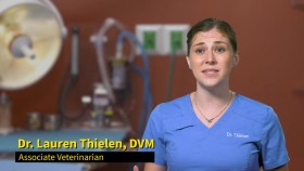 Pop Goes the Vet S01E01 Pus Problems 720p WEB h264-CAFFEiNE EZTV