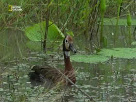 Predator Bloodlines S01E01 480p x264-mSD EZTV