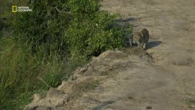 Predator Bloodlines S01E01 XviD-AFG EZTV