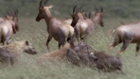 Predator Fail S01E02 Seek Destroy 1080p DSNP WEB-DL DD 5 1 H 264-NTb EZTV