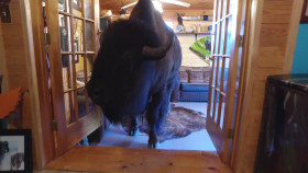 Predator Pets S01E01 1080p AMZN WEB-DL DD 2 0 H 264-playWEB EZTV