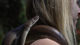 Predator Pets S01E03 1080p AMZN WEB-DL DD 2 0 H 264-playWEB EZTV