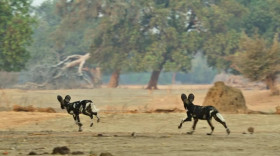 Predators 2022 S01 WEBRip x264-ION10 EZTV