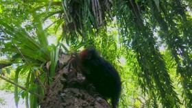 Primates S01E02 WEB H264-iPlayerTV EZTV