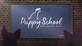 Puppy School For Guide Dogs S01E04 1080p WEB H264-CBFM EZTV