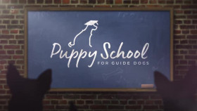 Puppy School for Guide Dogs S01E04 XviD-AFG EZTV