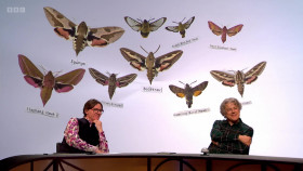 QI XL S22E02 Vocal 1080p iP WEB-DL AAC2 0 HFR H 264-RAWR EZTV