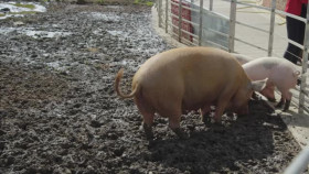 Raymond Blancs Royal Kitchen Gardens S01E03 XviD-AFG EZTV