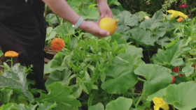 Raymond Blancs Royal Kitchen Gardens S01E05 XviD-AFG EZTV