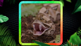 Reptile Royalty S02E01 XviD-AFG EZTV