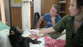 Rescued Chimpanzees Of The Congo With Jane Goodall S01E02 720p WEB h264-HONOR EZTV