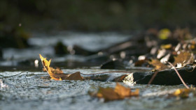 Rewilding S01E01 Return Of The European Bison 1080p AMZN WEB-DL DDP2 0 H 264-NTb EZTV