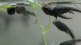 Rewilding S01E02 Hidden Gem Of The North 1080p AMZN WEB-DL DDP2 0 H 264-NTb EZTV