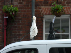 Richard Hammonds Workshop S04E04 The Cog Needs You 480p x264-mSD EZTV