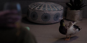 Roar 2022 S01E05 1080p HEVC x265-MeGusta EZTV