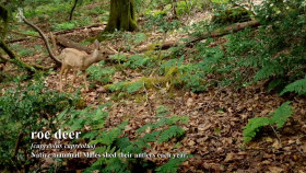 Sandis Great British Woodland Restoration S01E02 1080p HDTV H264-DARKFLiX EZTV