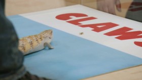 Scaled S01E06 Monkey-Tailed Skink Adventure WEBRip x264-CAFFEiNE EZTV