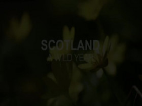 Scotland A Wild Year S01E02 480p x264-mSD EZTV