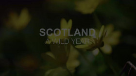Scotland A Wild Year S01E02 720p HDTV x264-DARKFLiX EZTV